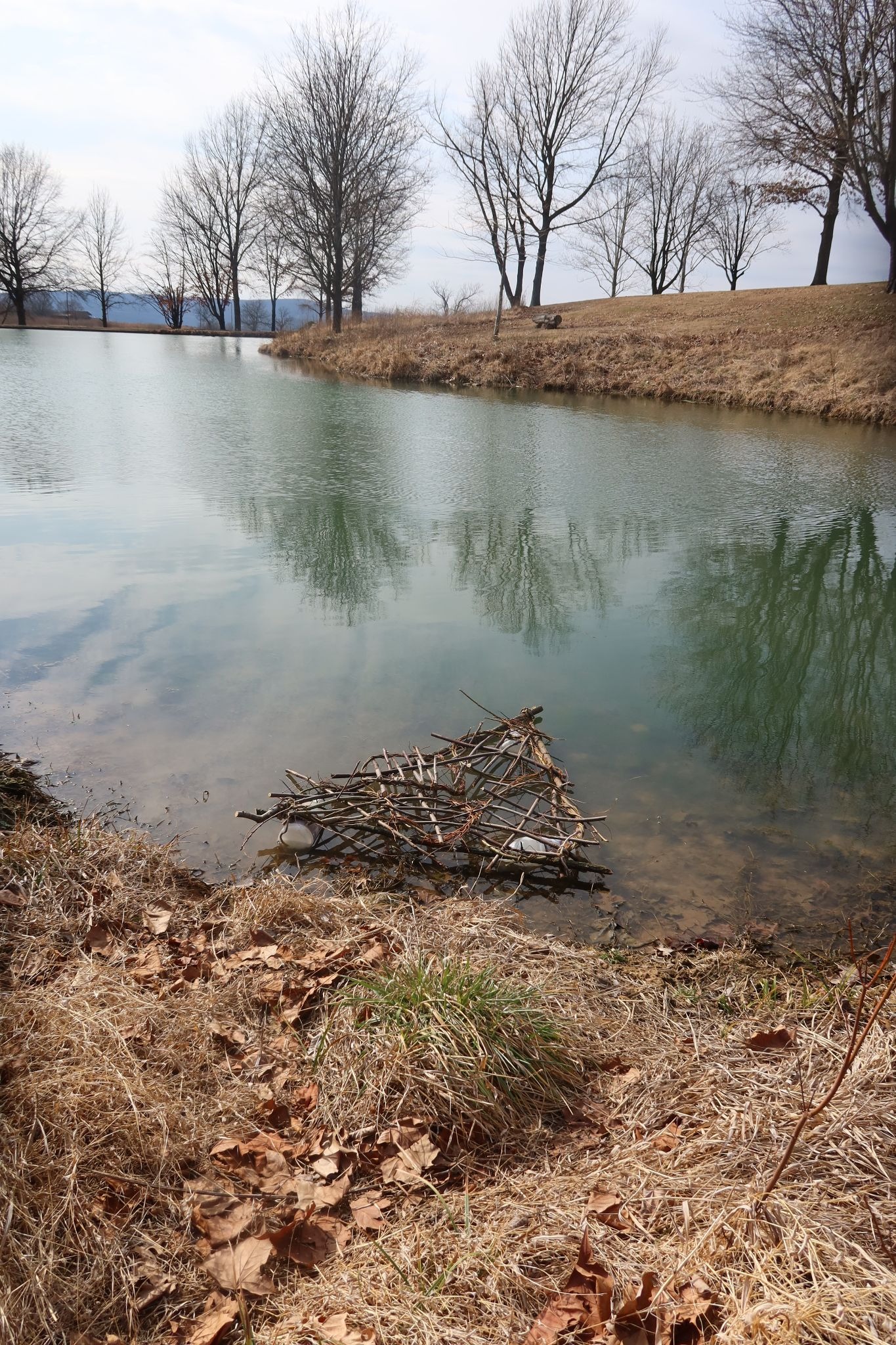 Weaving Floating Wetlands: Turning Branches into Living Water Filters